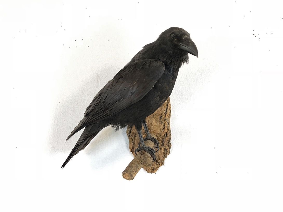 Foto Taxidermy Crow on Branch