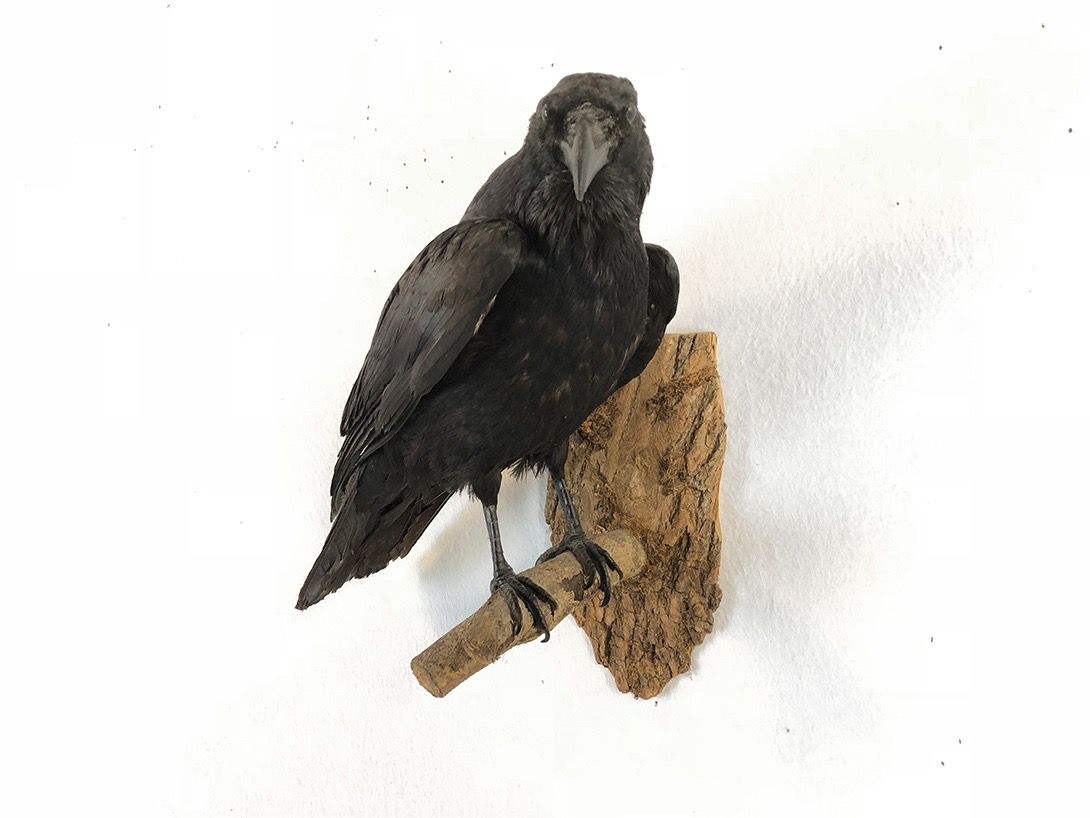 Foto Taxidermy Crow on Branch