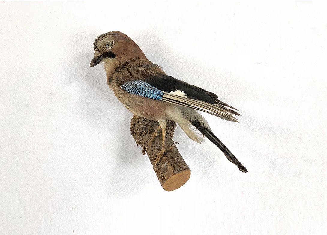 Foto Taxidermy Bird on Branch