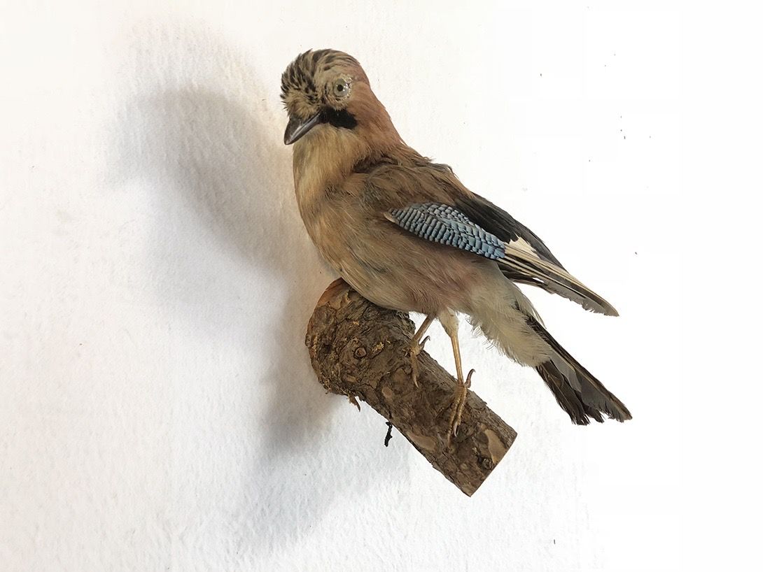 Foto Taxidermy Bird on Branch