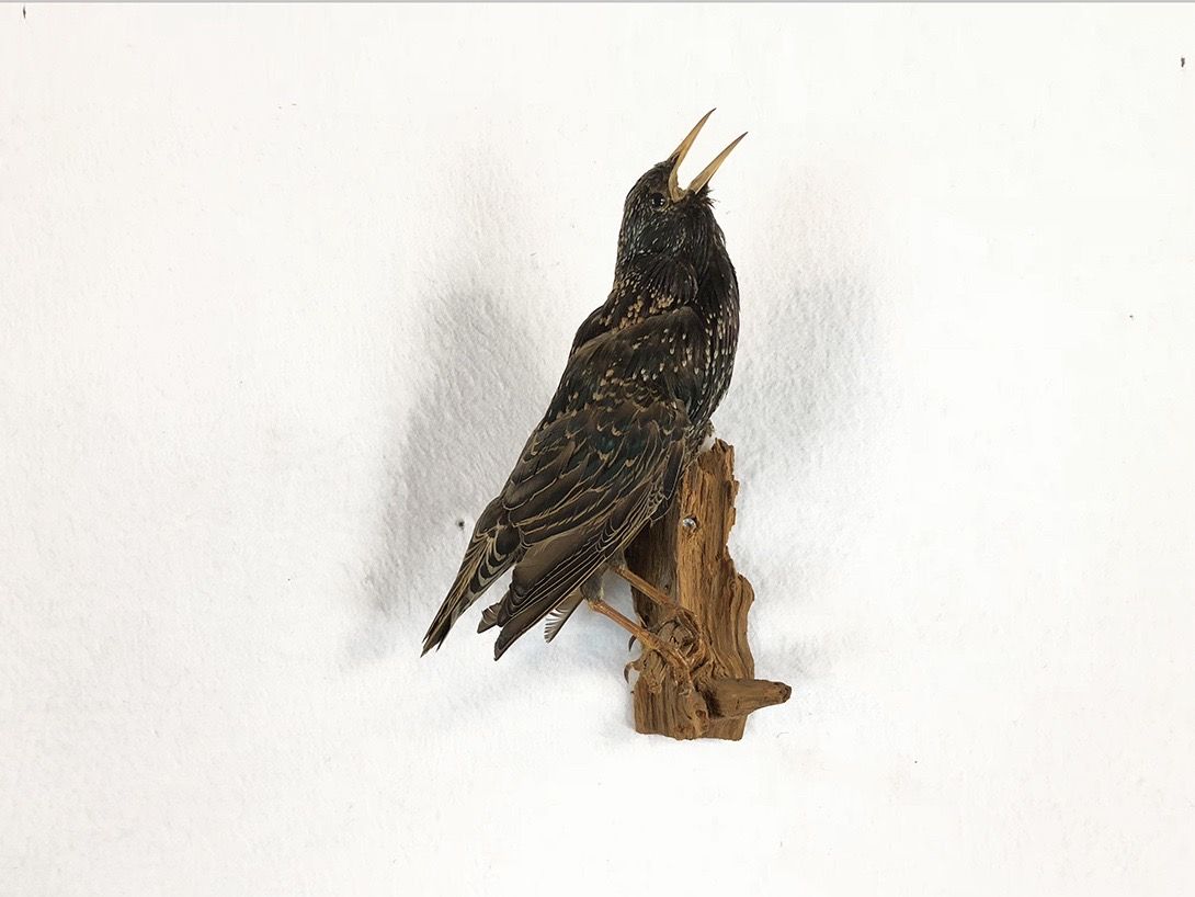 Foto Taxidermy Starling on Branch Looking Up
