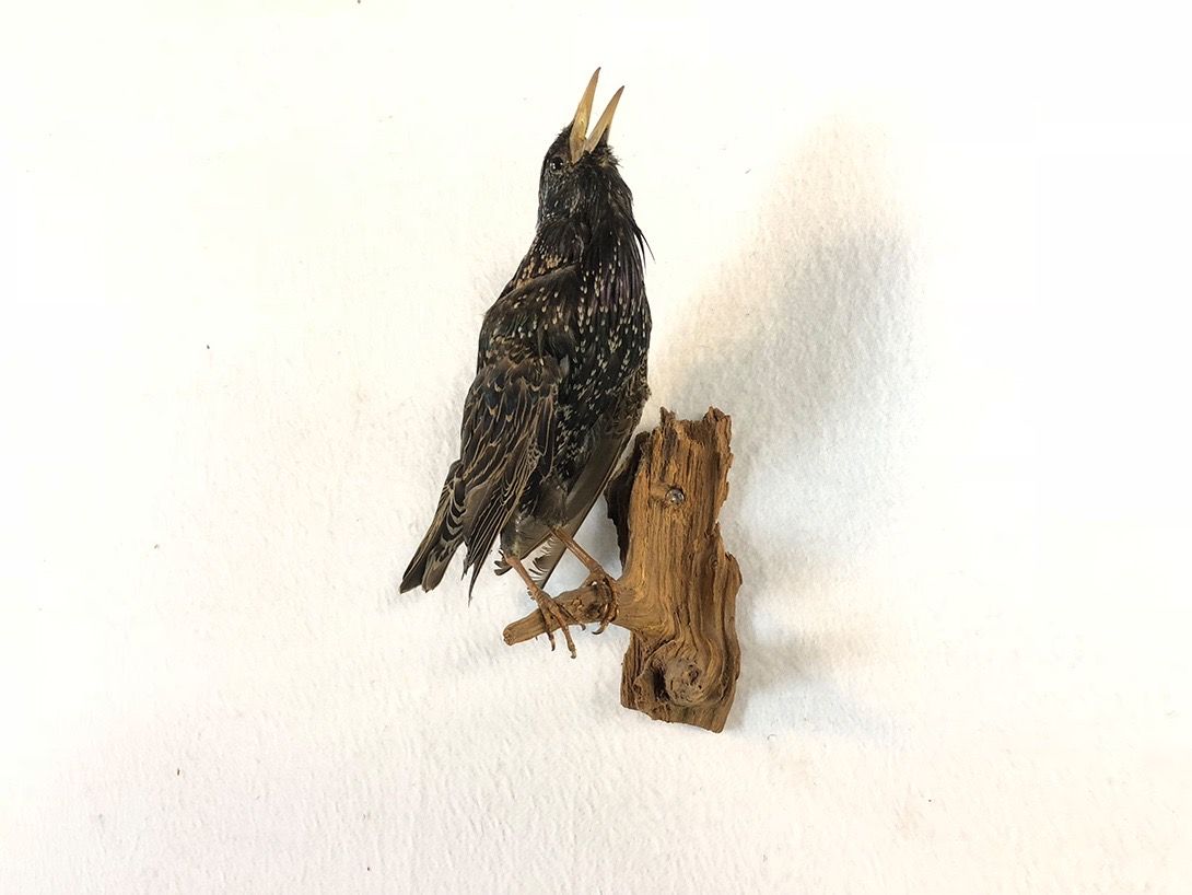 Foto Taxidermy Starling on Branch Looking Up