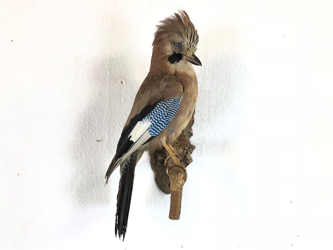 Foto Taxidermy Bird on Branch