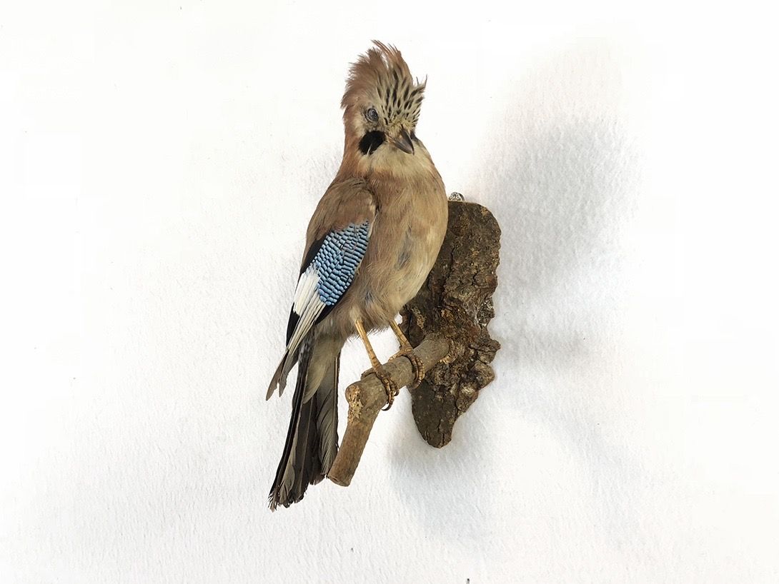 Foto Taxidermy Bird on Branch