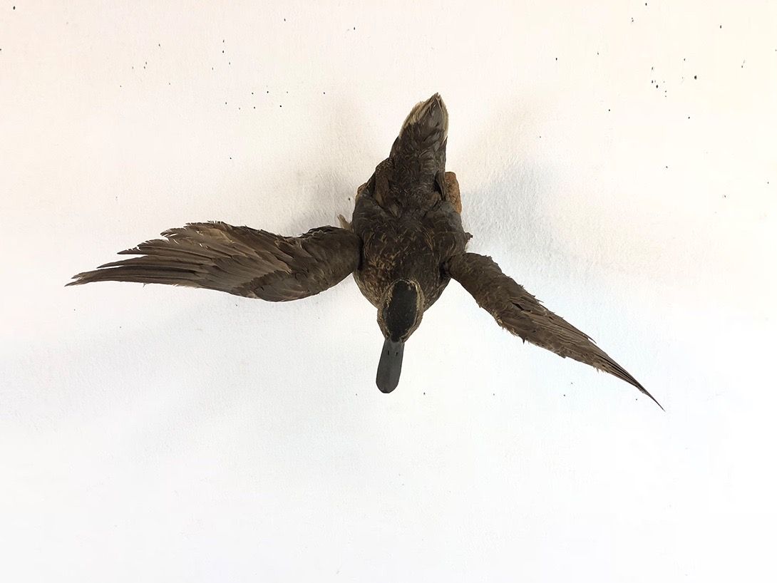 Foto Taxidermy Duck with Spread Wings