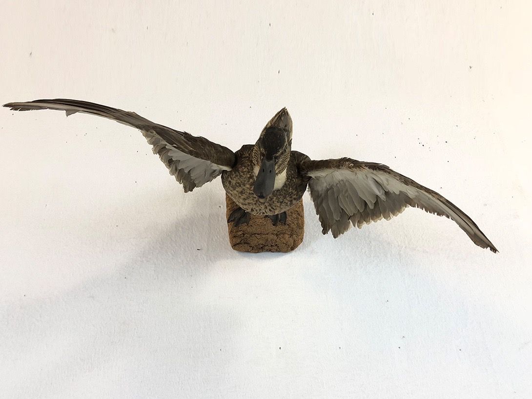 Foto Taxidermy Duck with Spread Wings
