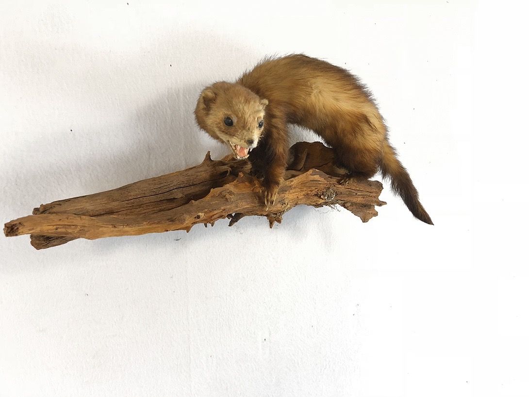 Foto Taxidermy Angry Marten on Branch