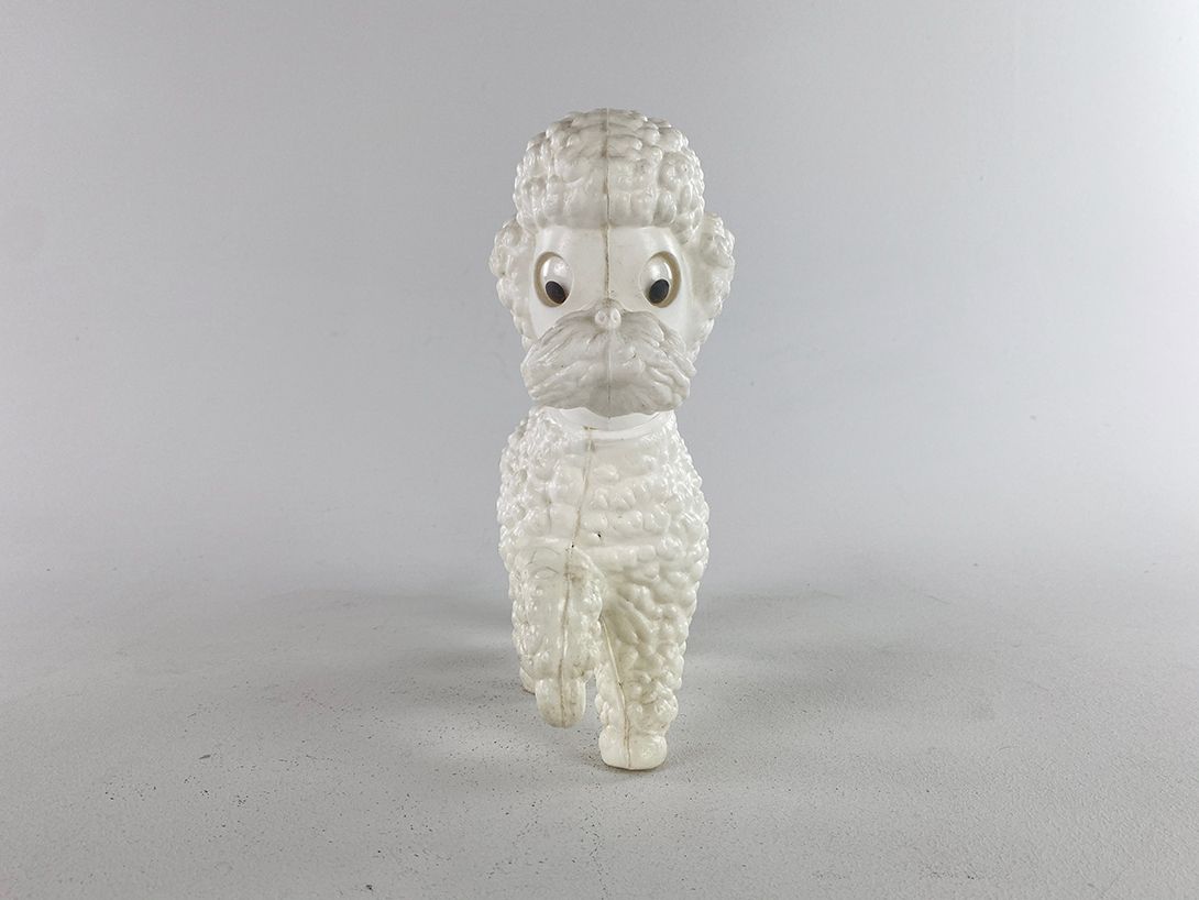 Foto White Toy Poodle