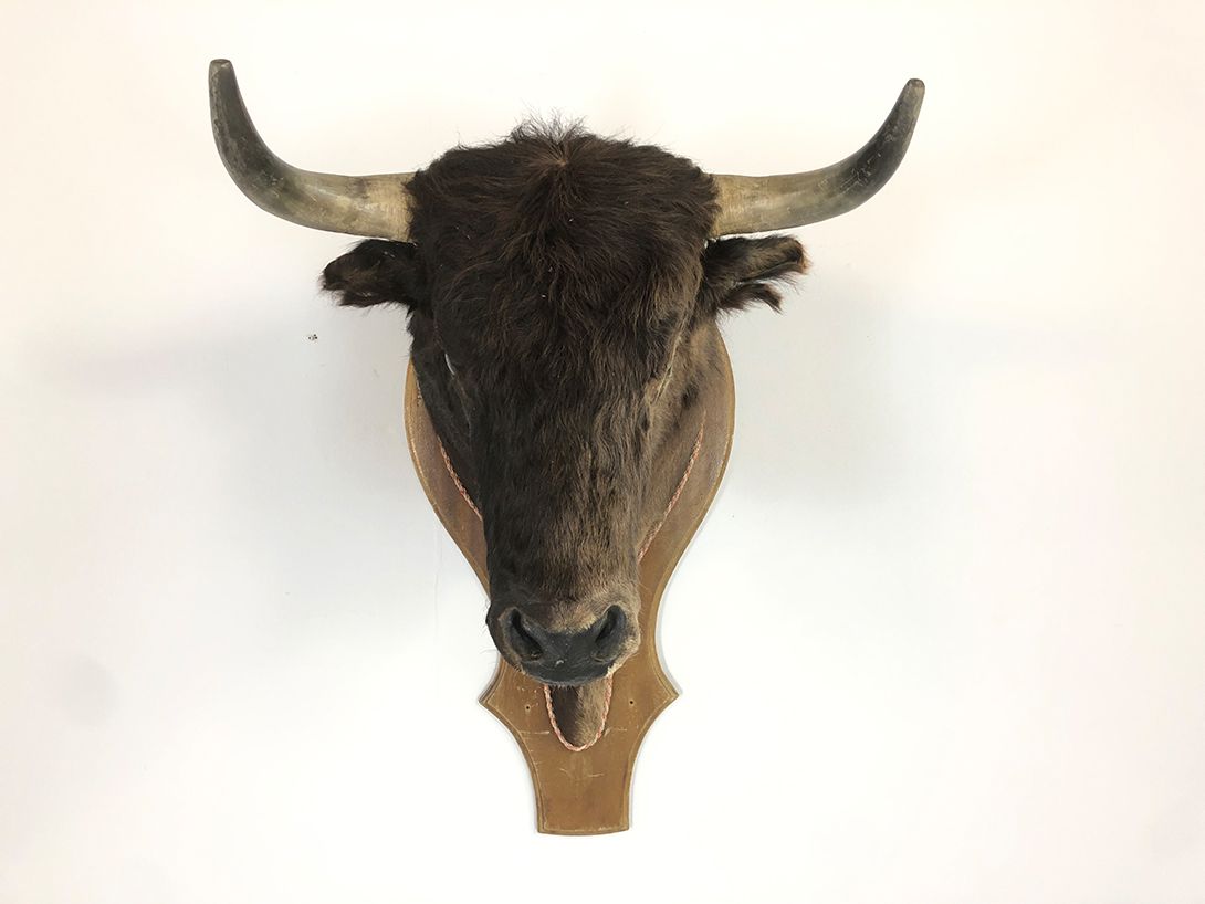 Foto Bull&#8217;s Head h110