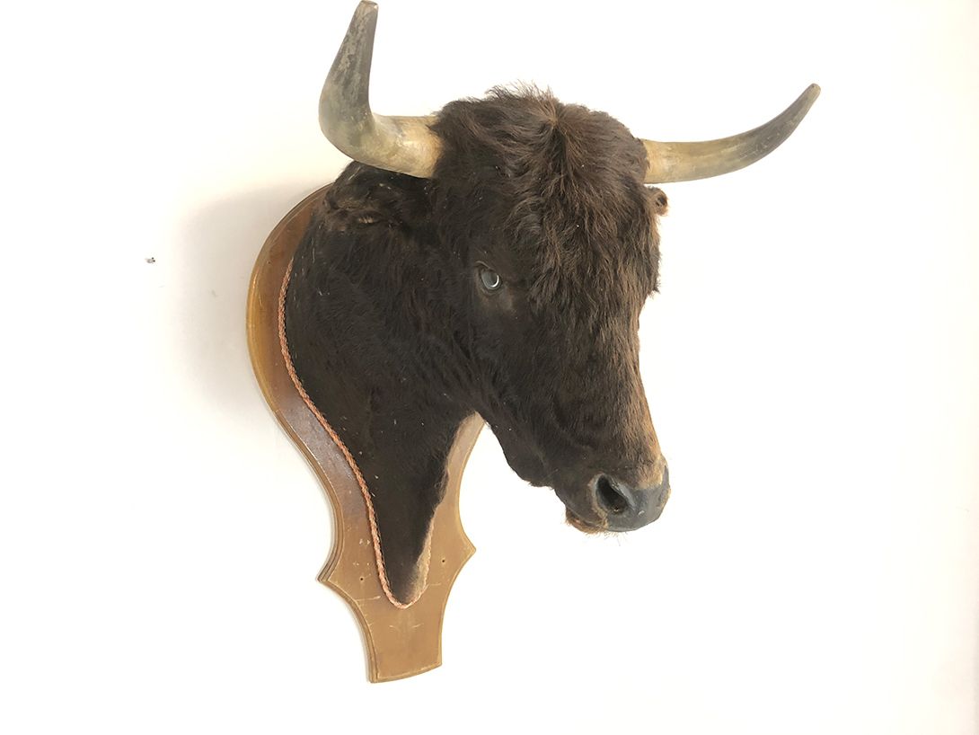 Foto Bull&#8217;s Head h110