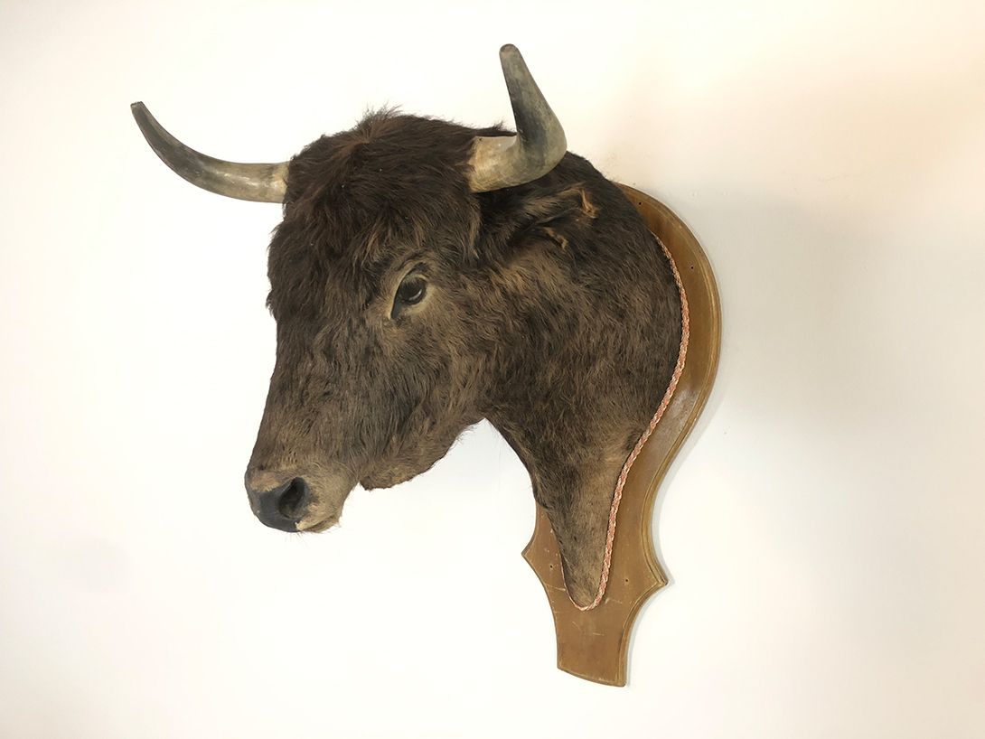 Foto Bull&#8217;s Head h110