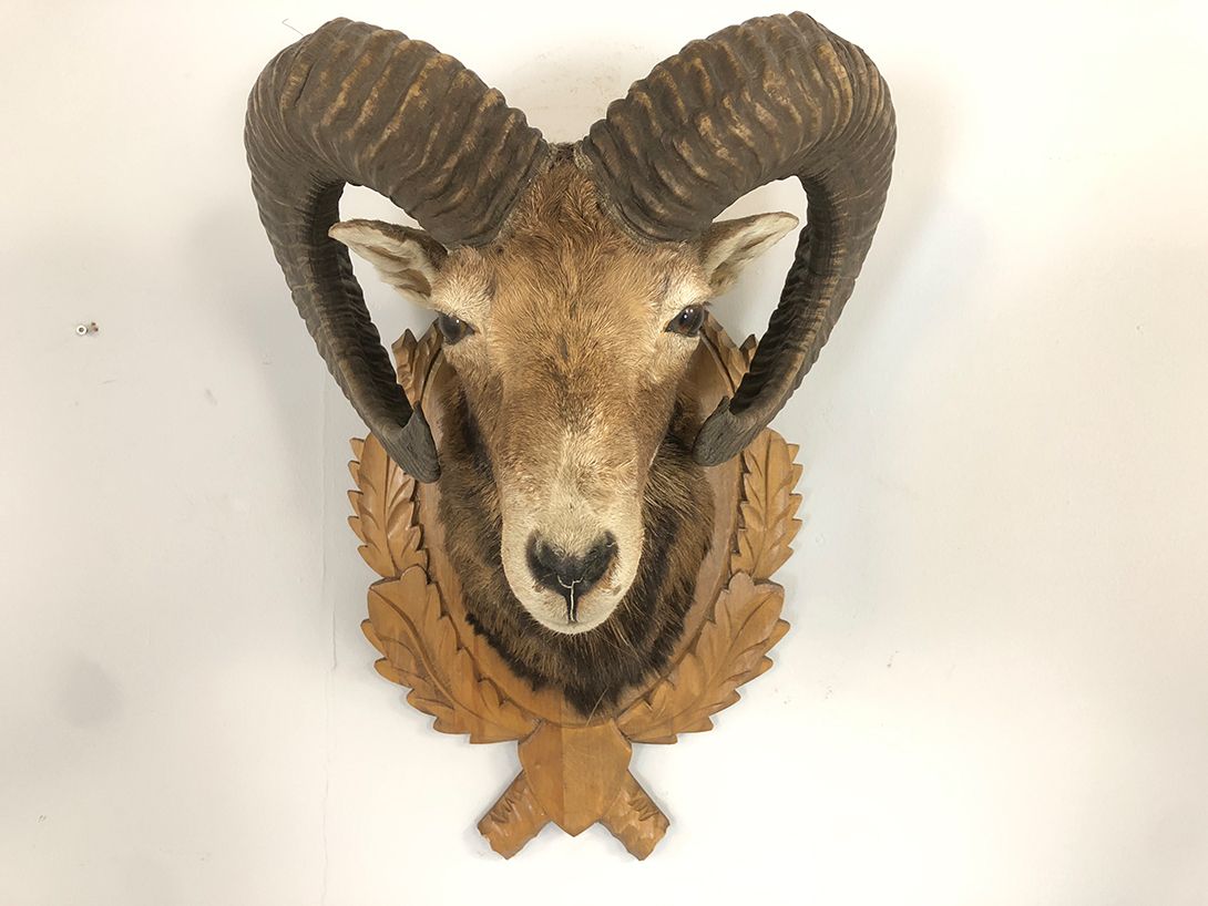 Foto Bighorn Sheep&#8217;s Head