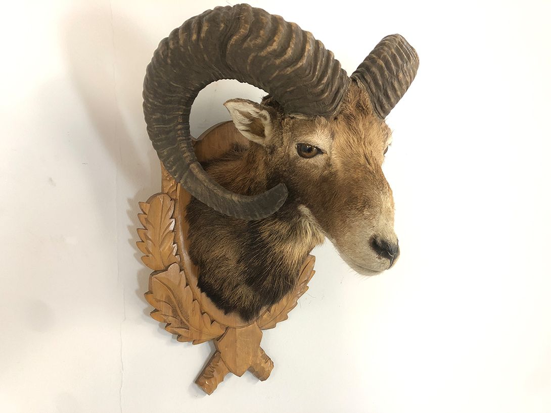 Foto Bighorn Sheep&#8217;s Head