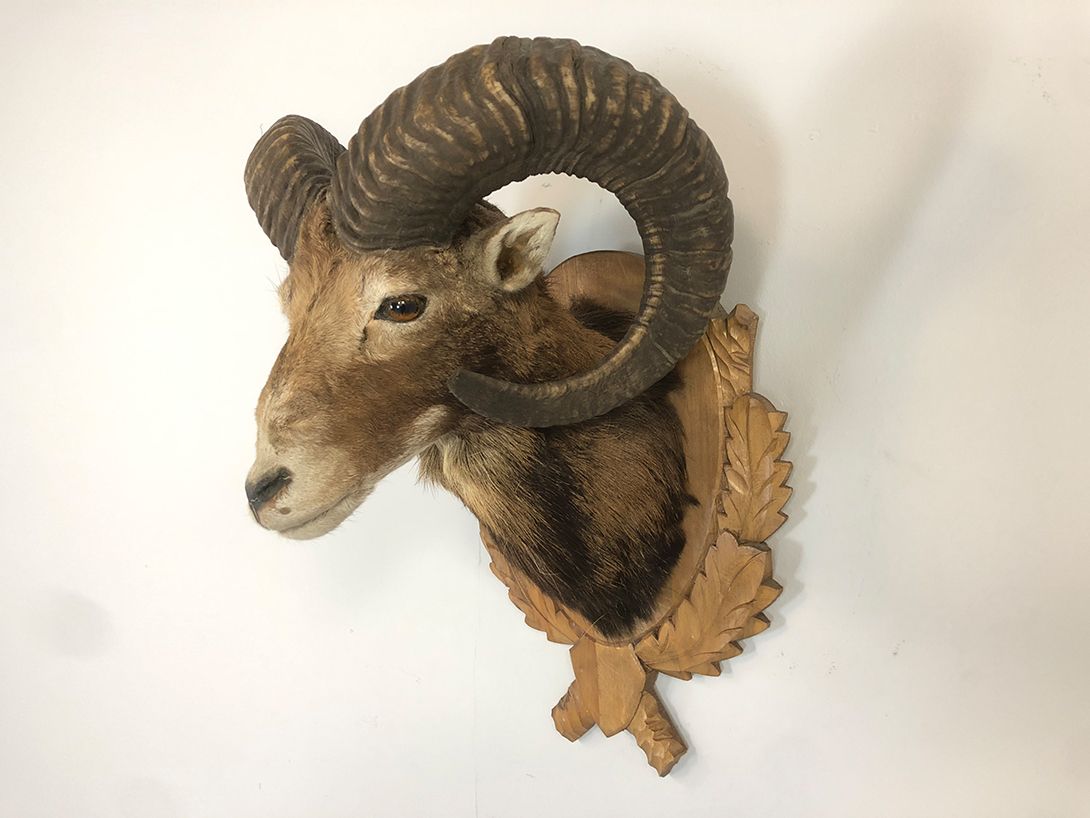 Foto Bighorn Sheep&#8217;s Head