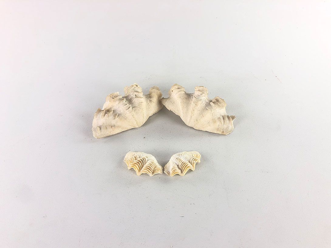 Foto Wide Seashells