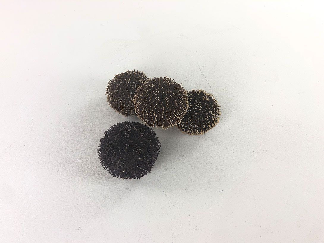 Foto Sea Urchin