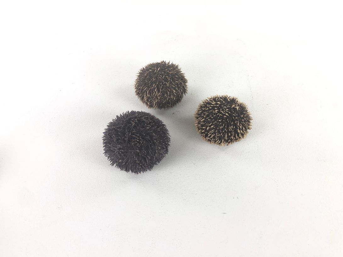 Foto Sea Urchin