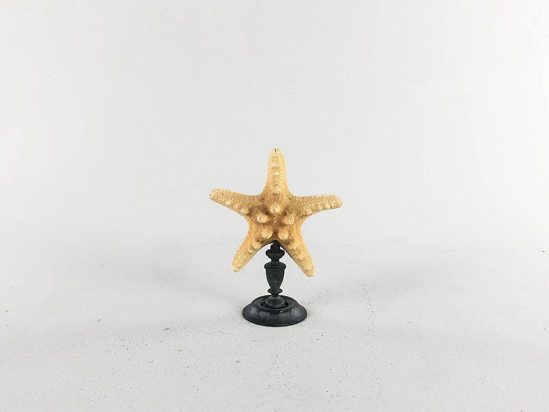Foto Little Starfish on a Stand