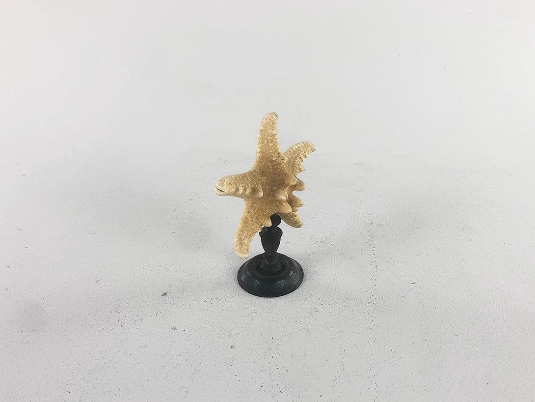 Foto Little Starfish on a Stand
