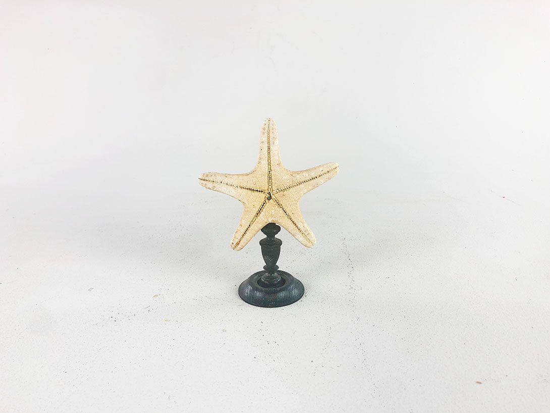 Foto Little Starfish on a Stand