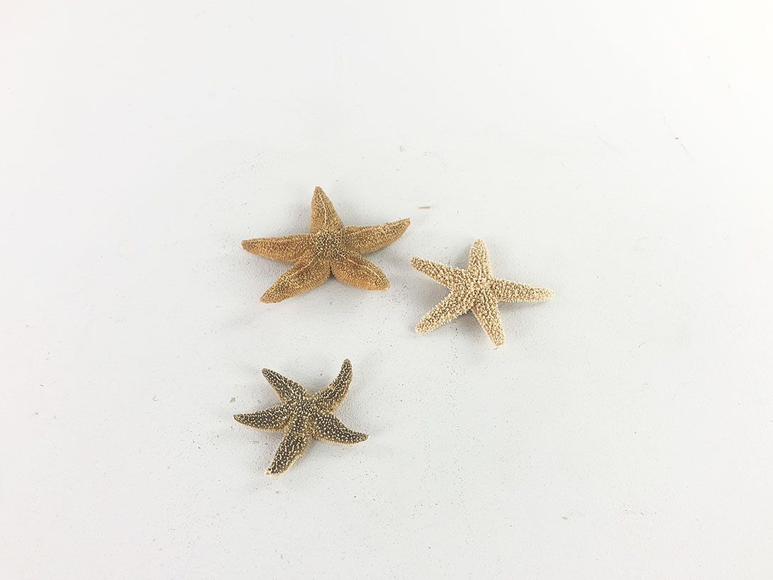 Foto Small Starfish, diff. Sizes