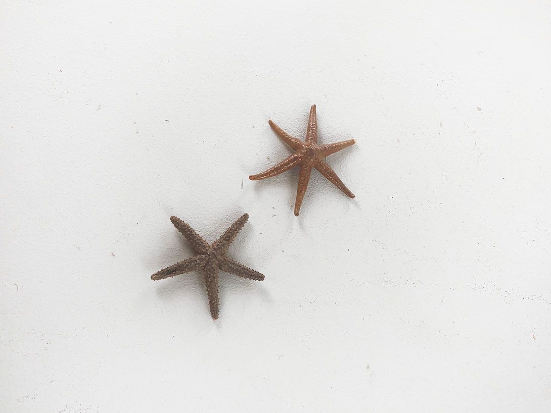 Foto Various Starfish