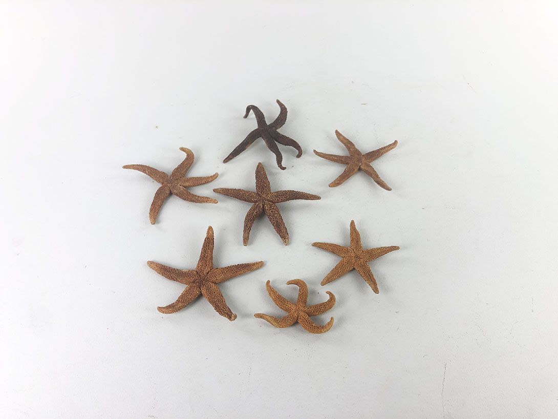 Foto Various Starfish