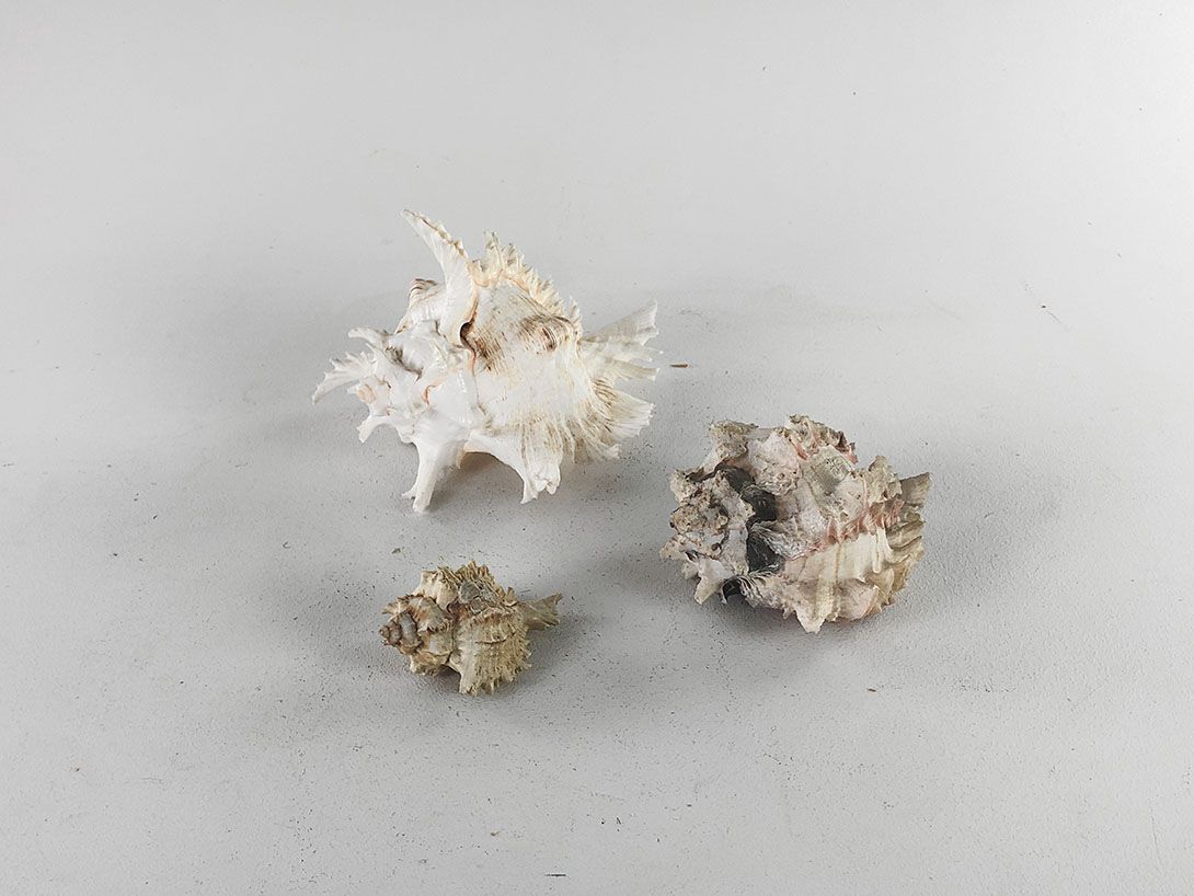 Foto Detailed Seashells