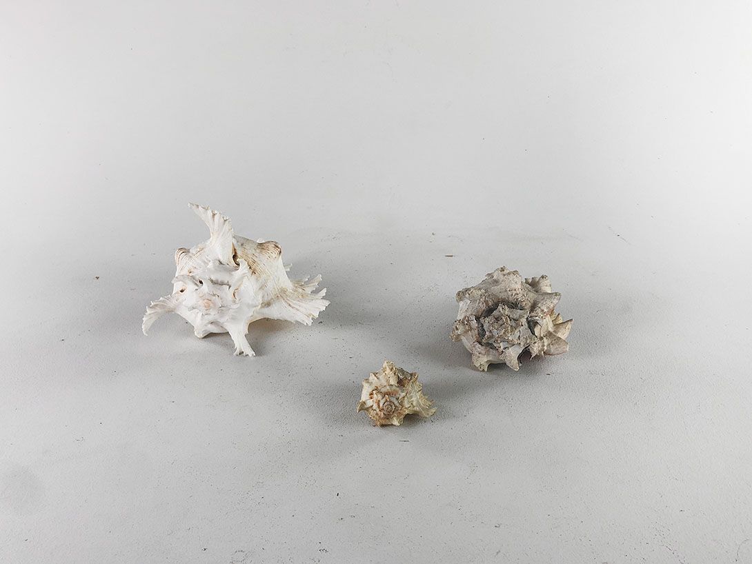 Foto Detailed Seashells