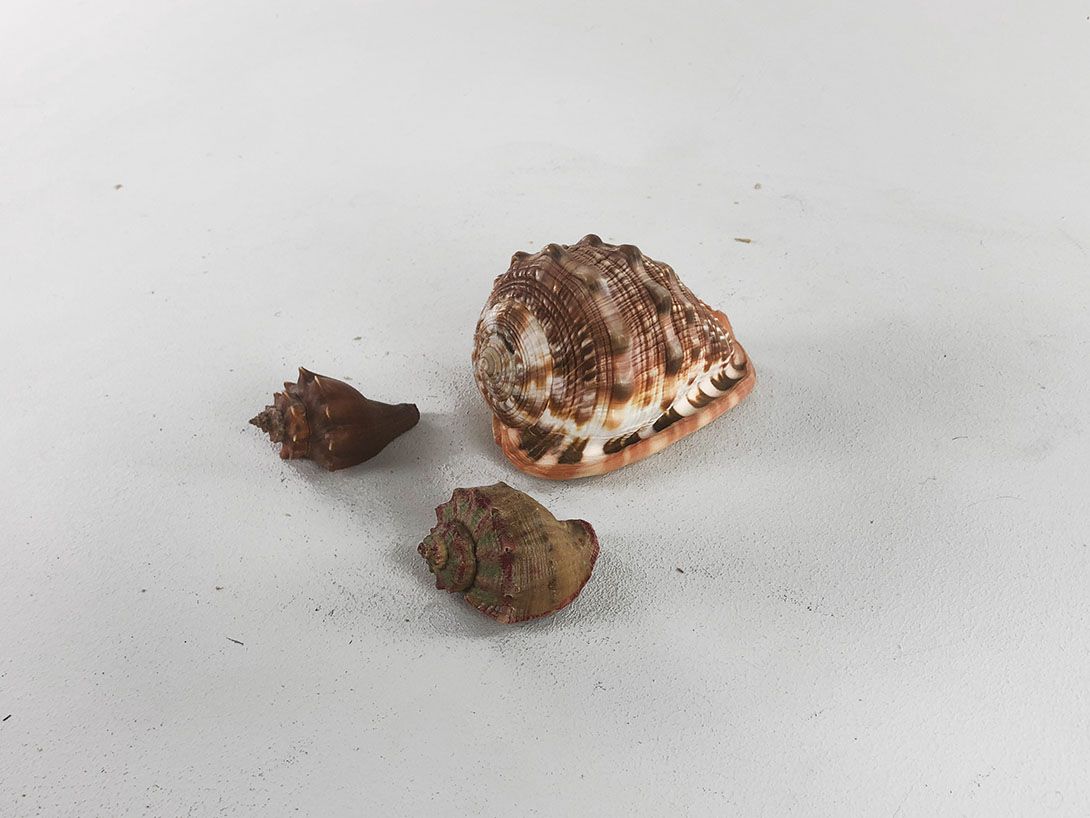 Foto Brown Toned Seashells