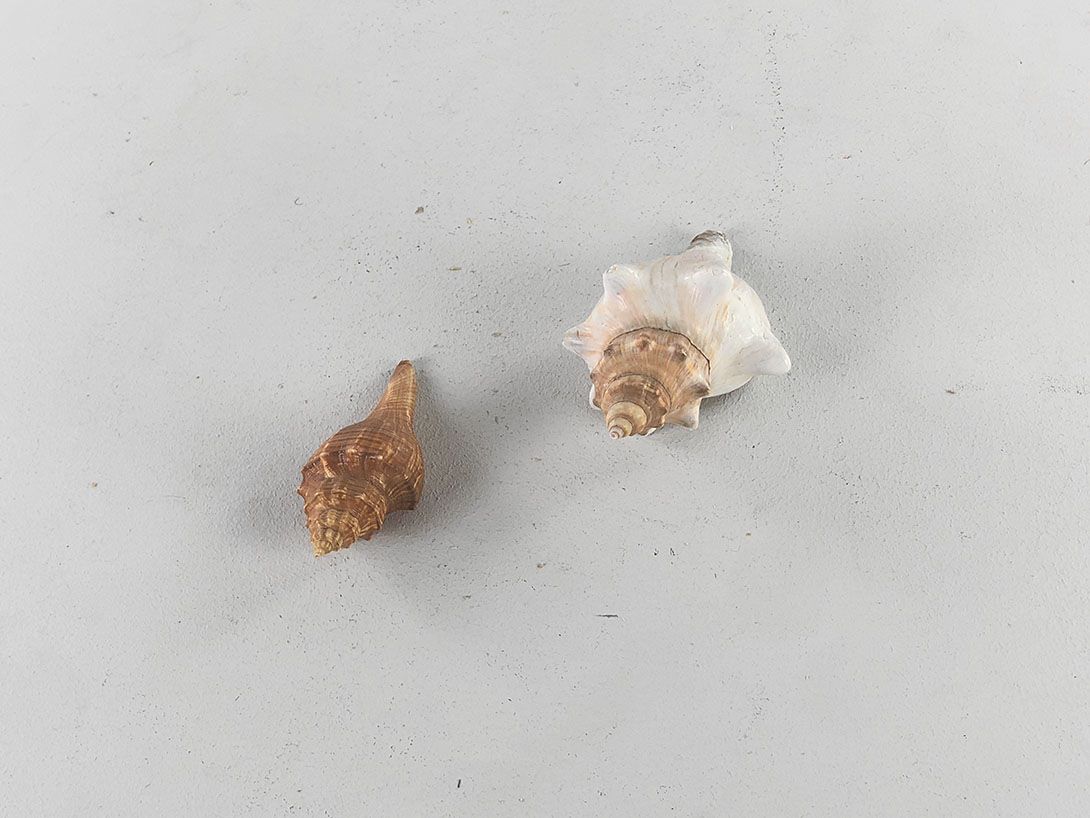 Foto Seashells L10-14cm
