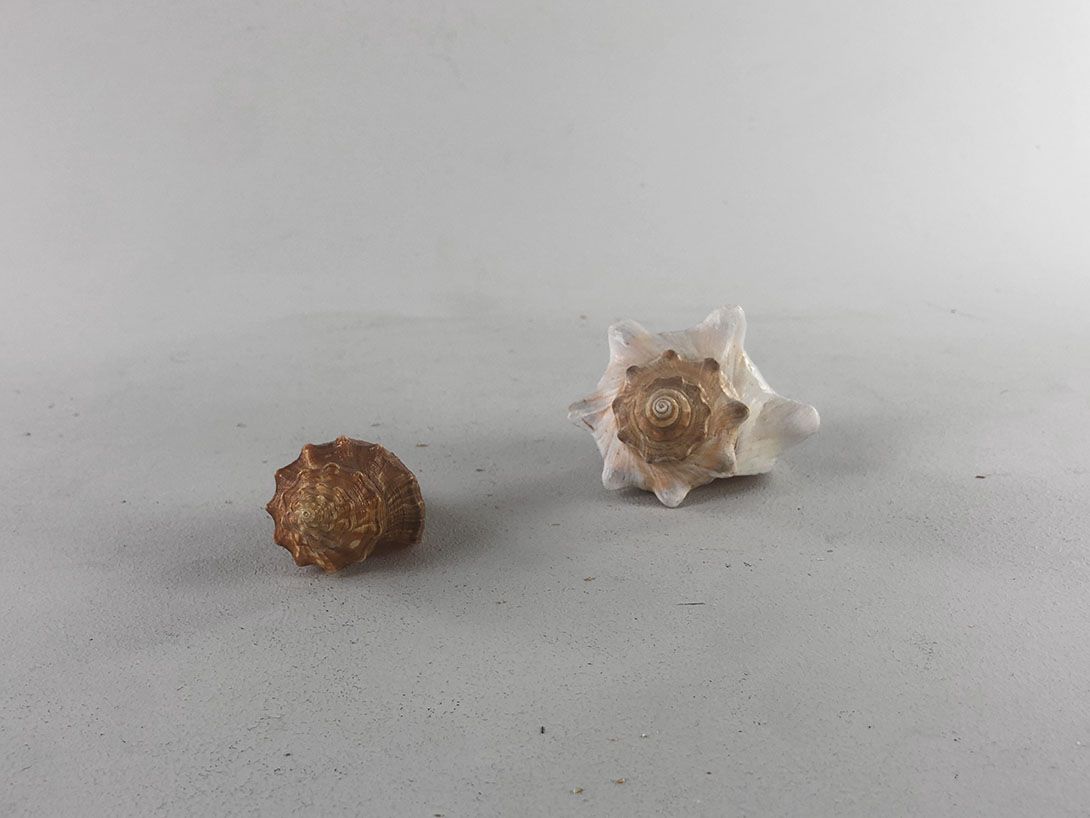 Foto Seashells L10-14cm