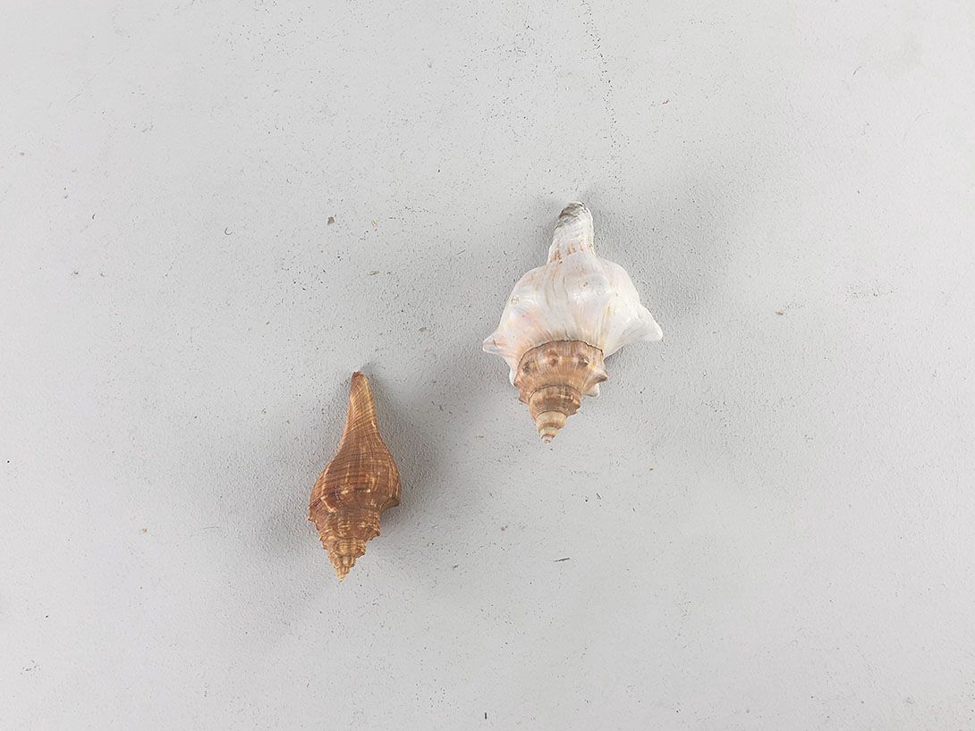Foto Seashells L10-14cm