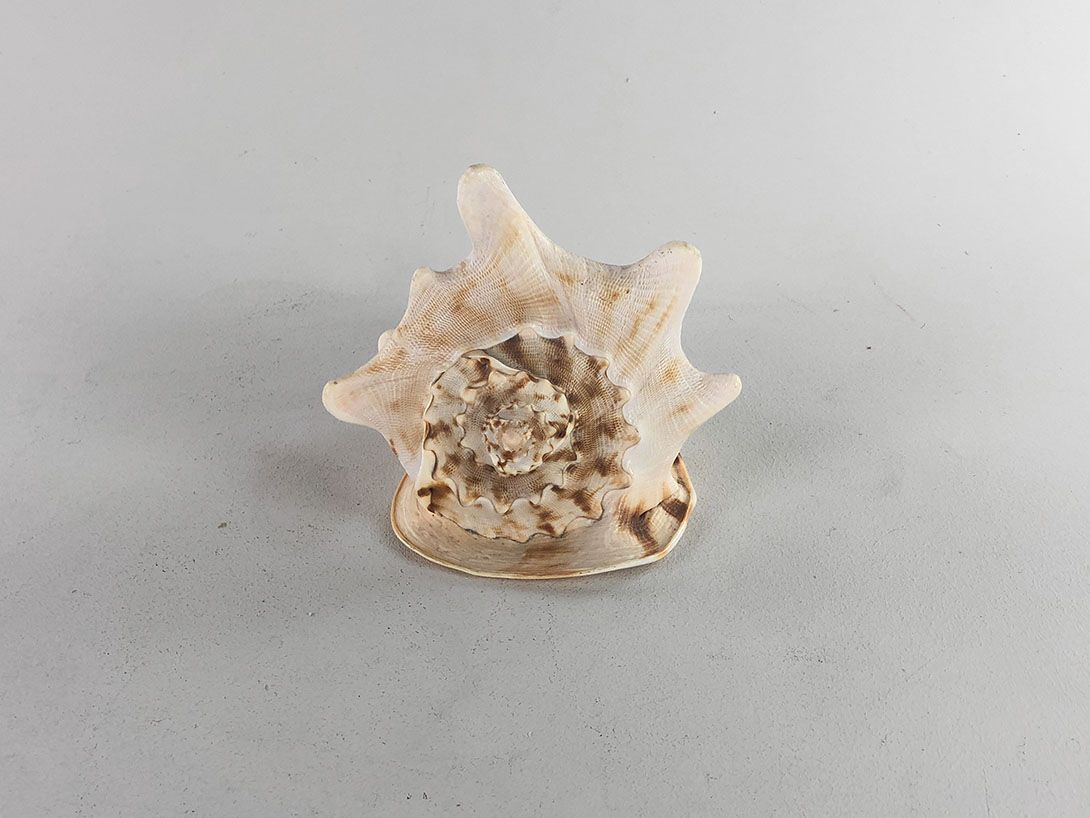 Foto Peachy Seashell