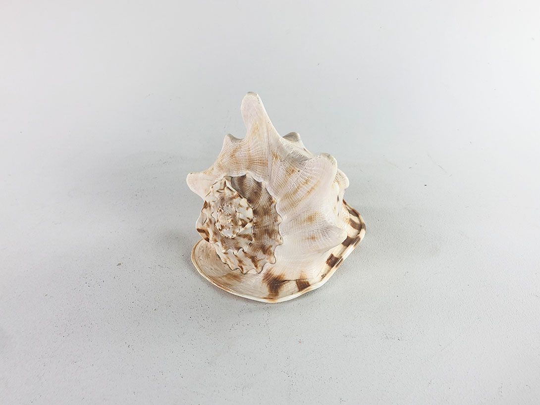 Foto Peachy Seashell