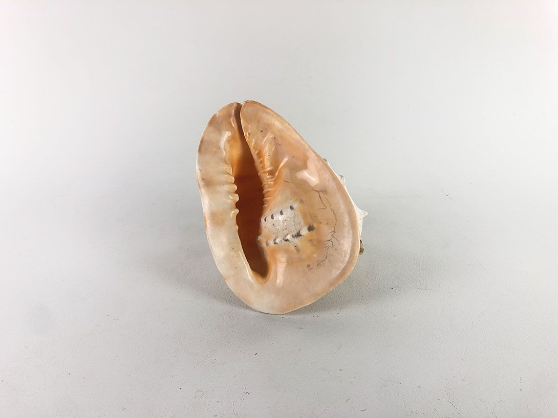 Foto Peachy Seashell