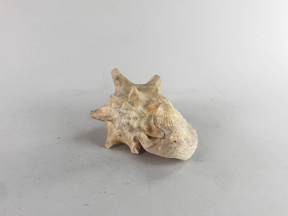 Foto Seashell Pretty on the Inside