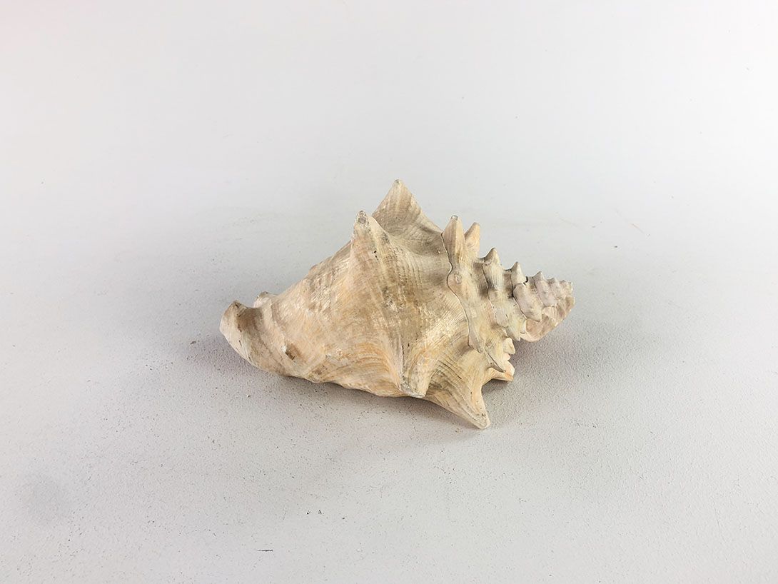Foto Seashell Pretty on the Inside
