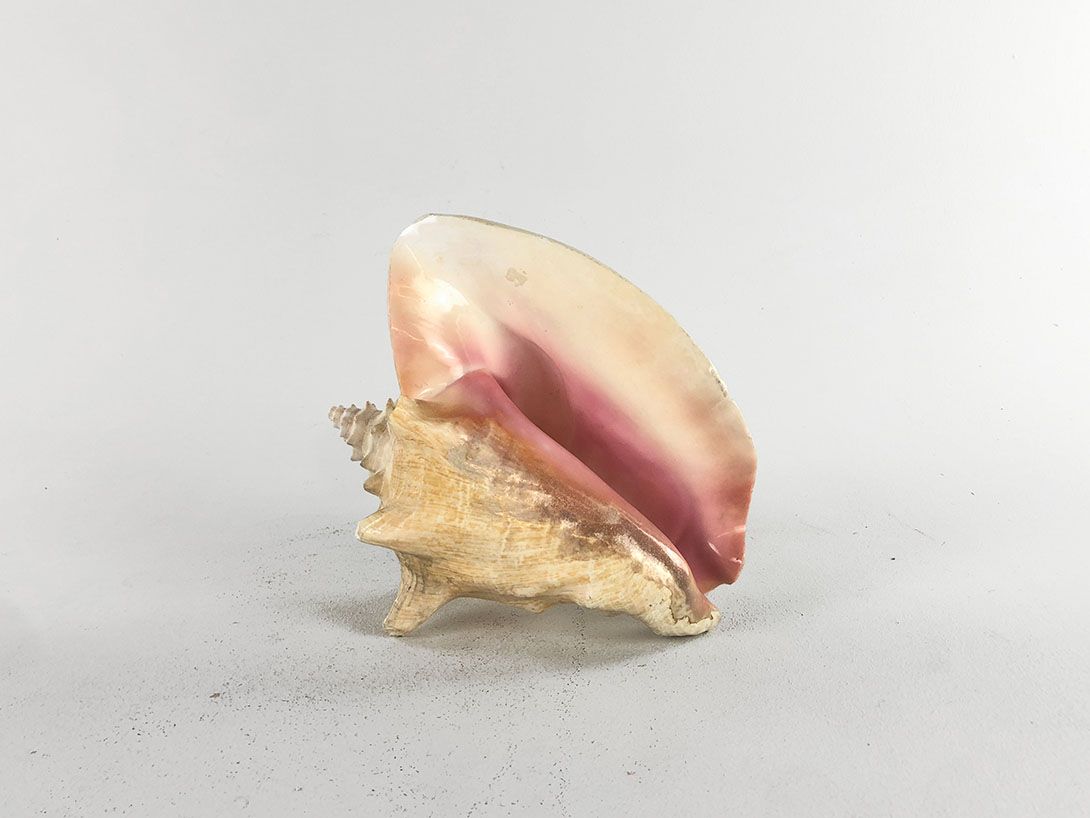 Foto Seashell Pretty on the Inside