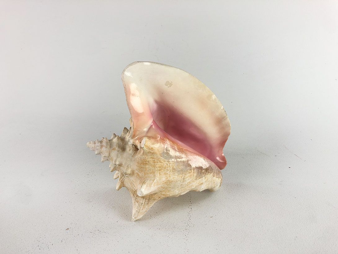 Foto Seashell Pretty on the Inside