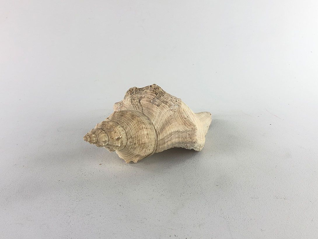 Foto Twisted Seashell