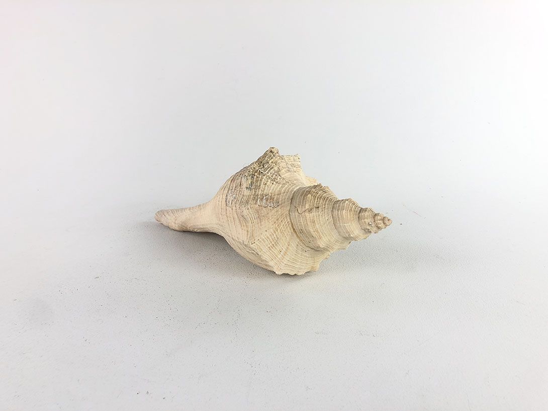 Foto Twisted Seashell