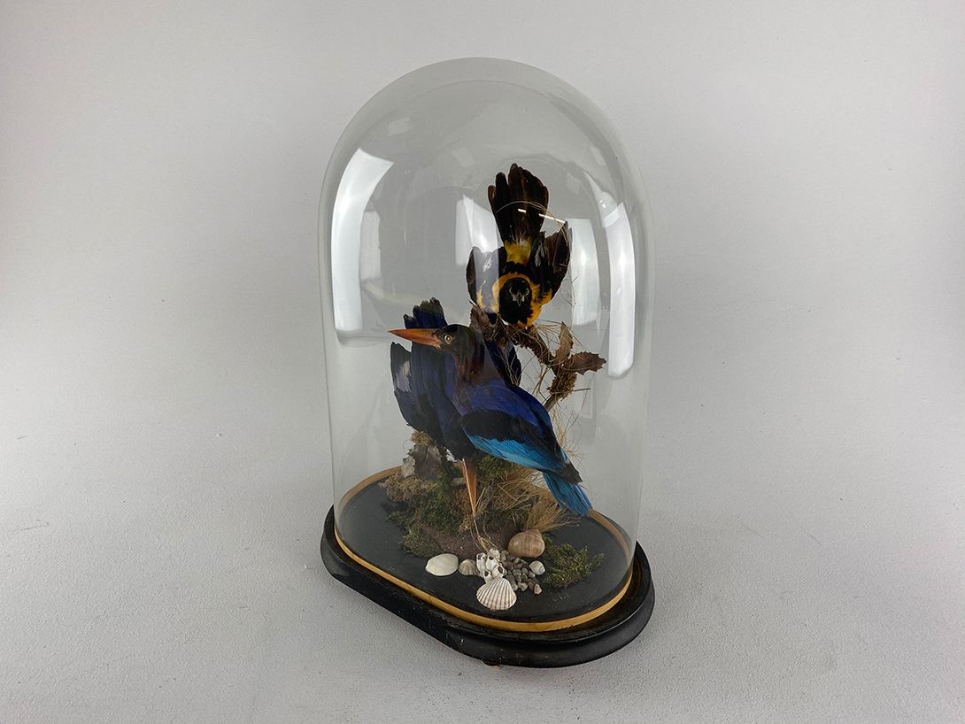Foto Panopticon Birds in a Bell Jar //