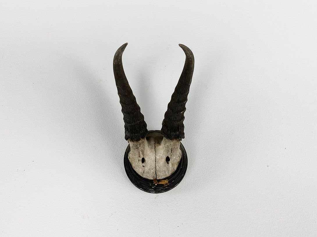 Foto Small Horns h25