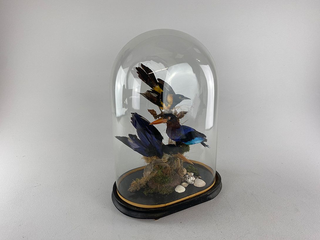 Foto Panopticon Birds in a Bell Jar //