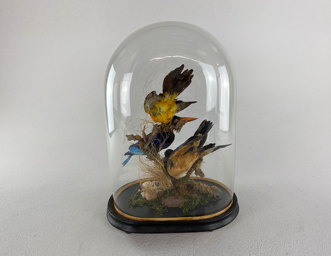 Foto Panopticon Birds in a Bell Jar //