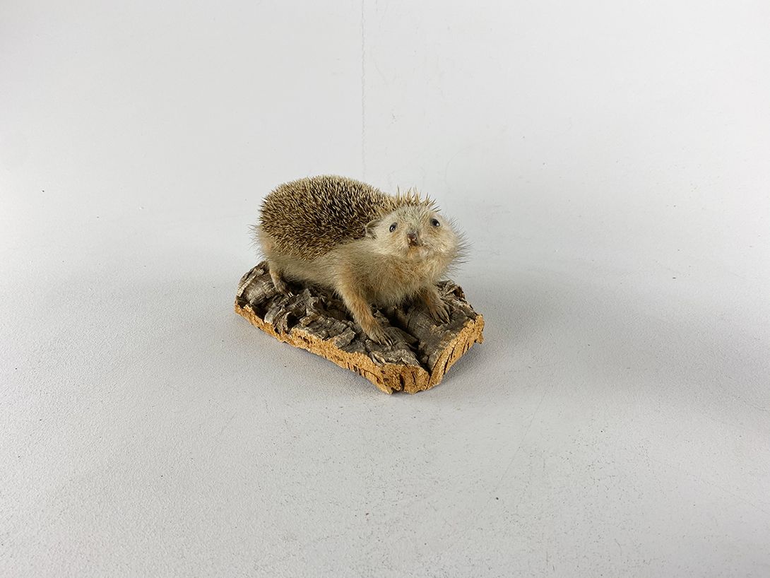 Foto Taxidermy Hedgehog h15
