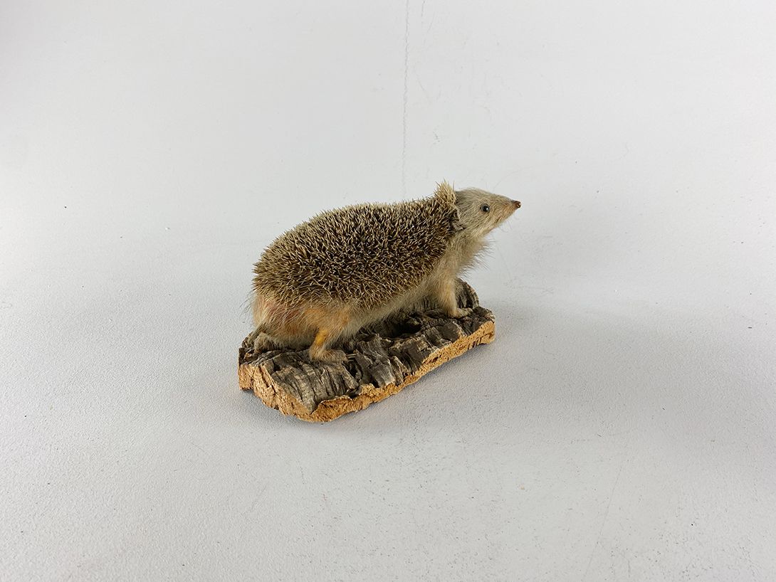 Foto Taxidermy Hedgehog h15