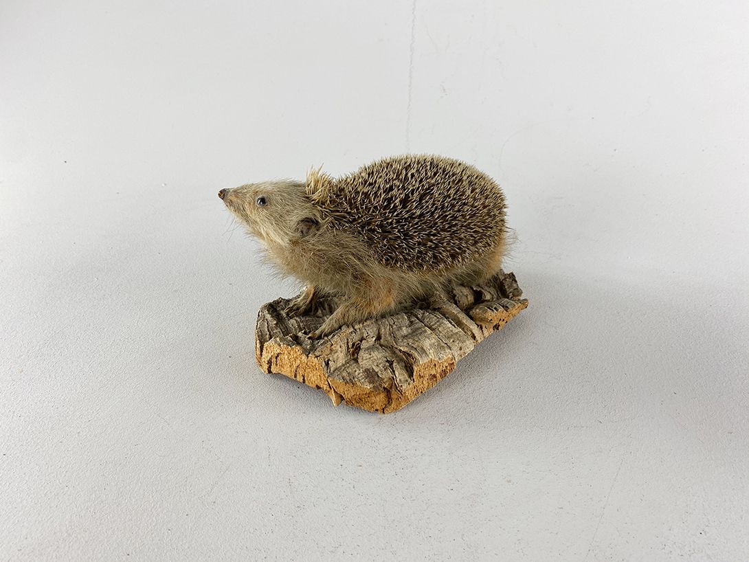 Foto Taxidermy Hedgehog h15