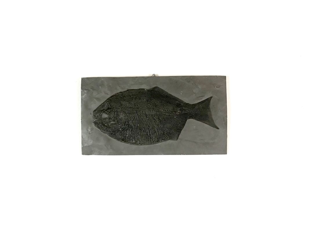 Foto Flat Fish in Stone 18B8